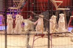 Circus Krone hilft Kindern das Leb en zu Retten.  Kommentiertes Raubtiertraining zu Gunsten der Nicolas-May-Stiftung, 2023