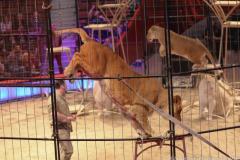 Circus Krone hilft Kindern das Leb en zu Retten.  Kommentiertes Raubtiertraining zu Gunsten der Nicolas-May-Stiftung, 2023