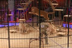 Circus Krone hilft Kindern das Leb en zu Retten.  Kommentiertes Raubtiertraining zu Gunsten der Nicolas-May-Stiftung, 2023