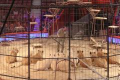 Circus Krone hilft Kindern das Leb en zu Retten.  Kommentiertes Raubtiertraining zu Gunsten der Nicolas-May-Stiftung, 2023