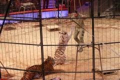 Circus Krone hilft Kindern das Leb en zu Retten.  Kommentiertes Raubtiertraining zu Gunsten der Nicolas-May-Stiftung, 2023