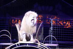 Circus Krone hilft Kindern das Leb en zu Retten.  Kommentiertes Raubtiertraining zu Gunsten der Nicolas-May-Stiftung, 2023