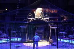 Circus Krone hilft Kindern das Leb en zu Retten.  Kommentiertes Raubtiertraining zu Gunsten der Nicolas-May-Stiftung, 2023