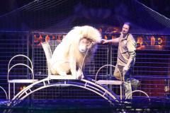 Circus Krone hilft Kindern das Leb en zu Retten.  Kommentiertes Raubtiertraining zu Gunsten der Nicolas-May-Stiftung, 2023