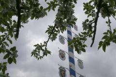 Haidhausen hat wieder einen Maibaum. Maibaumaufstellen am Wiener Platz in München 2023