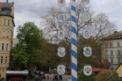 Haidhausen hat wieder einen Maibaum. Maibaumaufstellen am Wiener Platz in München 2023