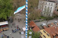 Haidhausen hat wieder einen Maibaum. Maibaumaufstellen am Wiener Platz in München 2023