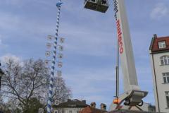 Haidhausen hat wieder einen Maibaum. Maibaumaufstellen am Wiener Platz in München 2023