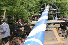 Maibaum im Augustiner Keller 2018