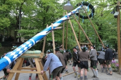 Maibaum im Augustiner Keller 2018