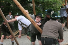 Maibaum im Augustiner Keller 2018