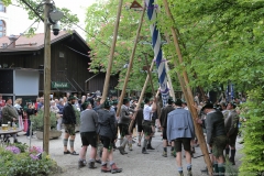 Maibaum im Augustiner Keller 2018