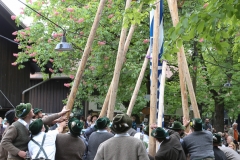 Maibaum im Augustiner Keller 2018