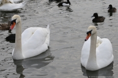 Nymphenburger Kanal 2018