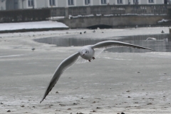 Nymphenburger Kanal 2018